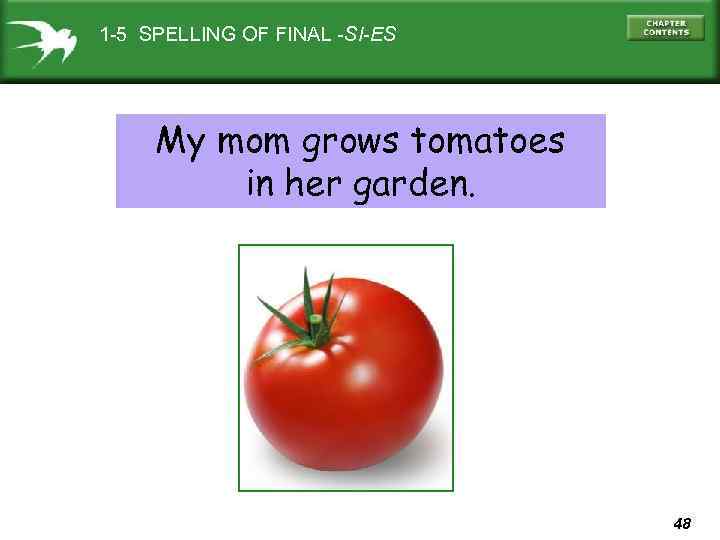 1 -5 SPELLING OF FINAL -SI-ES My mom grows tomatoes in her garden. 48
