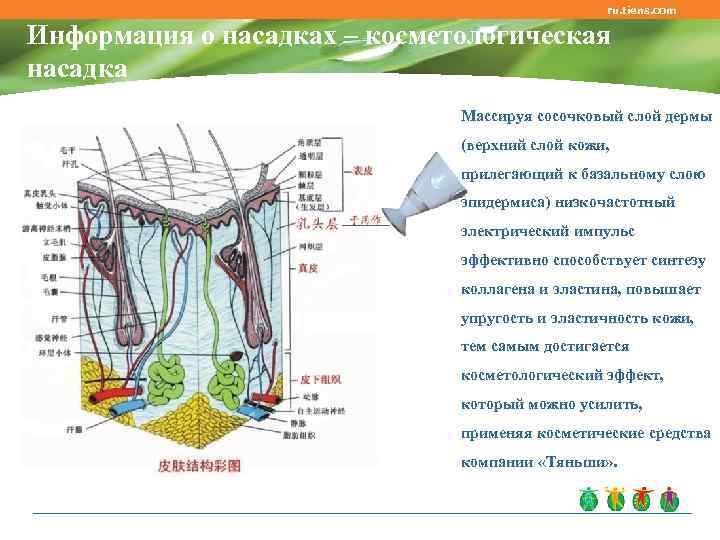 ru. tiens. com Информация о насадках – косметологическая насадка Массируя сосочковый слой дермы (верхний