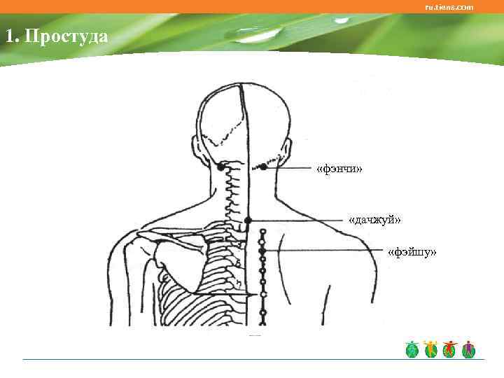 ru. tiens. com 1. Простуда «фэнчи» «дачжуй» «фэйшу» 