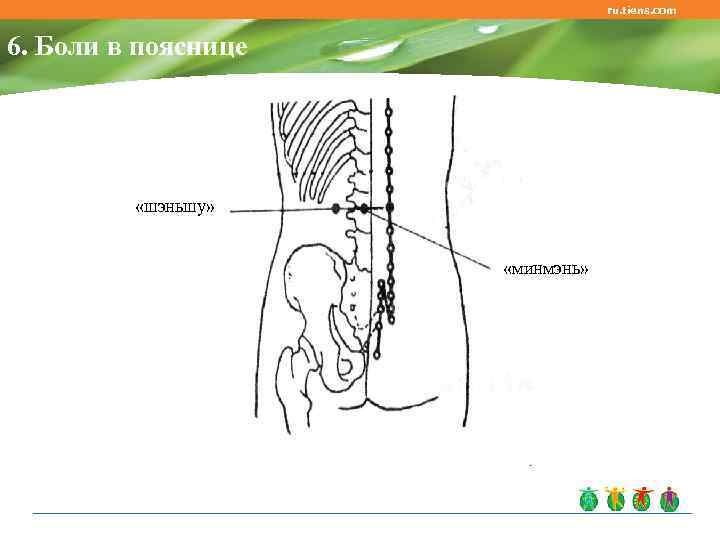 ru. tiens. com 6. Боли в пояснице «шэньшу» «минмэнь» 