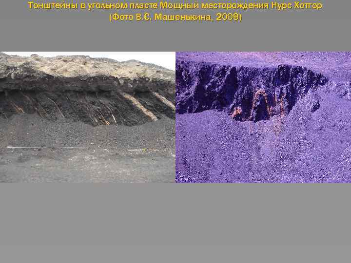 Тонштейны в угольном пласте Мощный месторождения Нурс Хотгор (Фото В. С. Машенькина, 2009) 