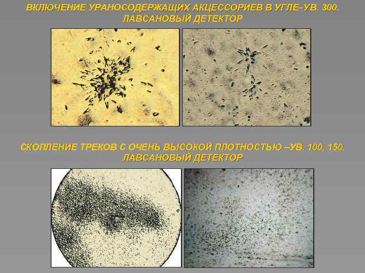 ВКЛЮЧЕНИЕ УРАНОСОДЕРЖАЩИХ АКЦЕССОРИЕВ В УГЛЕ–УВ. 300. ЛАВСАНОВЫЙ ДЕТЕКТОР СКОПЛЕНИЕ ТРЕКОВ С ОЧЕНЬ ВЫСОКОЙ ПЛОТНОСТЬЮ