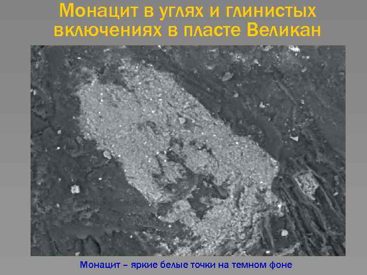 Монацит в углях и глинистых включениях в пласте Великан Монацит – яркие белые точки