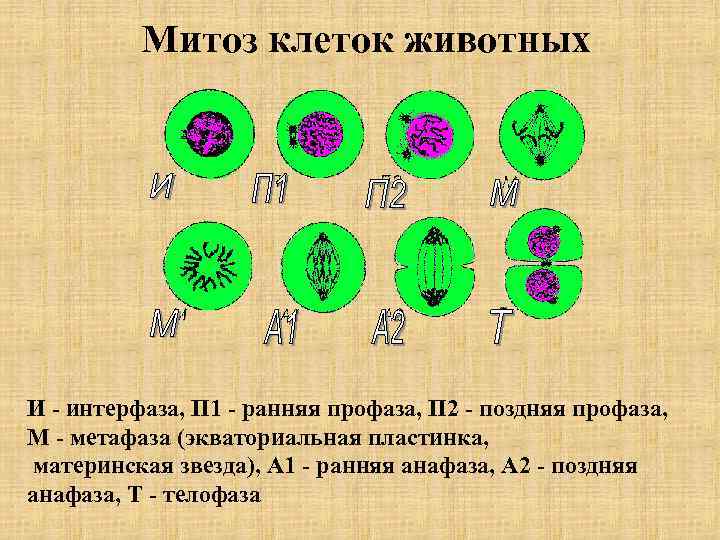 Митоз клеток животных И - интерфаза, П 1 - ранняя профаза, П 2 -