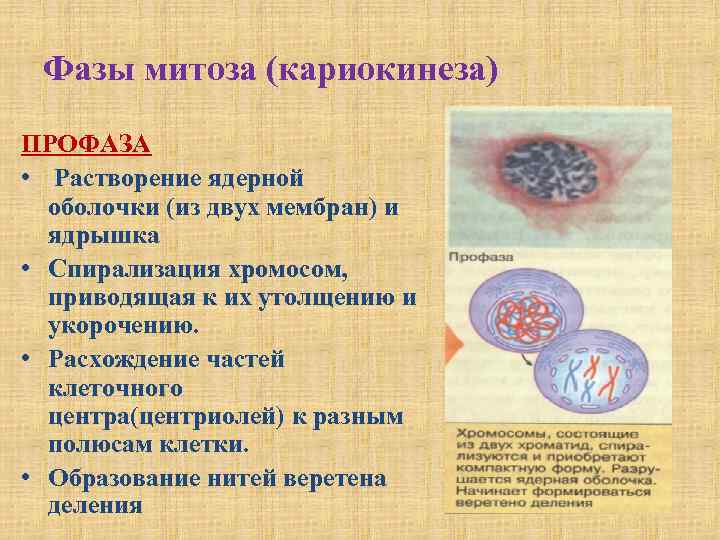 Фазы митоза (кариокинеза) ПРОФАЗА • Растворение ядерной оболочки (из двух мембран) и ядрышка •