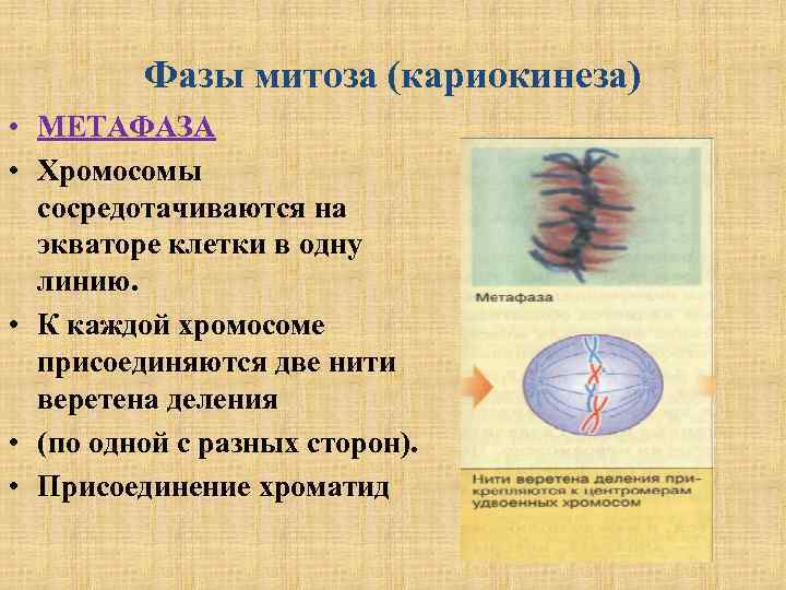 Фазы митоза (кариокинеза) • МЕТАФАЗА • Хромосомы сосредотачиваются на экваторе клетки в одну линию.