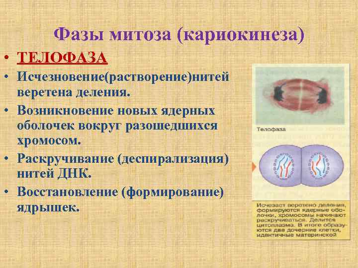 Деспирализация хромосом рисунок