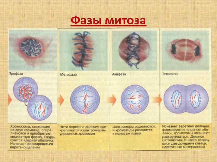 Фазы митоза 