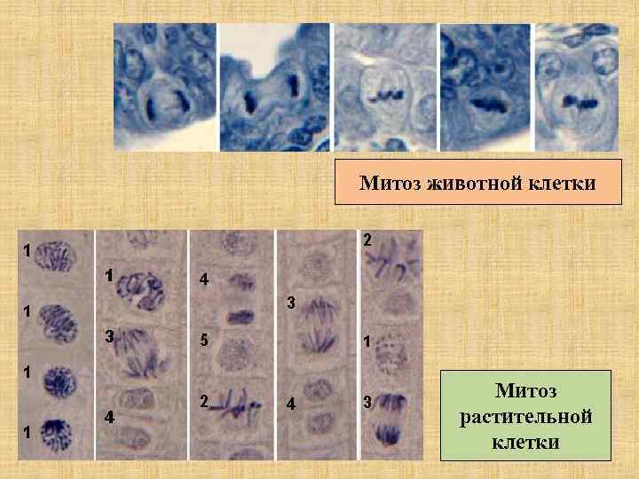 Митоз животной клетки Митоз растительной клетки 