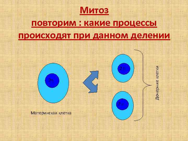 2 n 2 n 2 n Материнская клетка Дочерние клетки Митоз повторим : какие