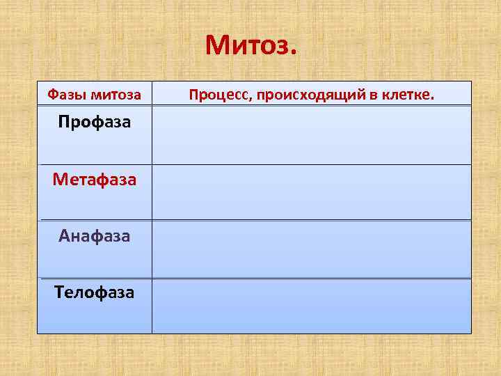 Митоз. Фазы митоза Профаза Метафаза Анафаза Телофаза Процесс, происходящий в клетке. 