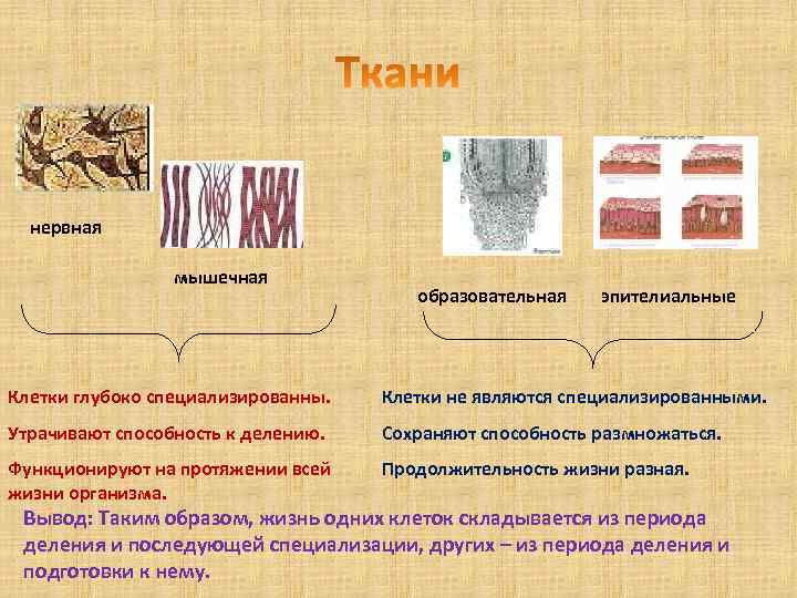 нервная мышечная образовательная эпителиальные Клетки глубоко специализированны. Клетки не являются специализированными. Утрачивают способность к