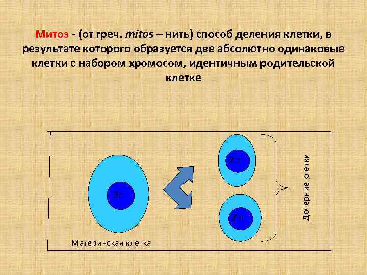 2 n 2 n 2 n Материнская клетка Дочерние клетки Митоз - (от греч.