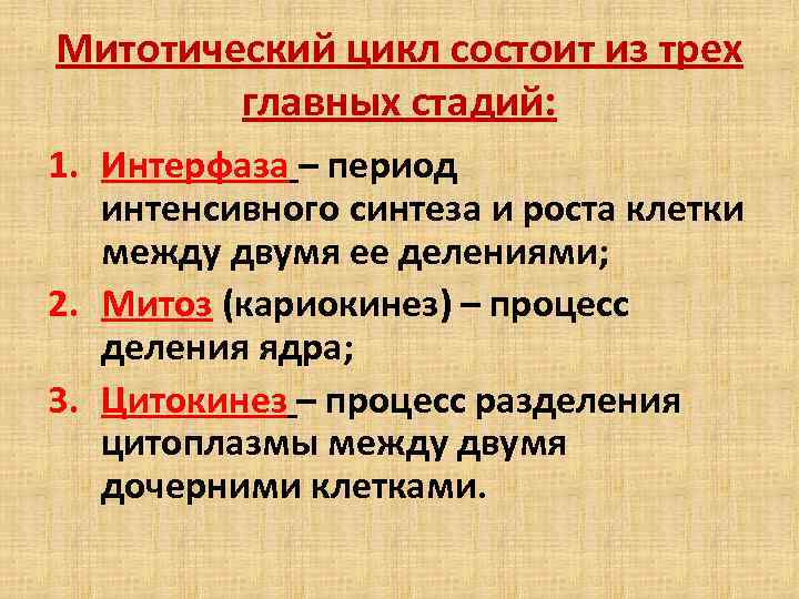 Митотический цикл состоит из трех главных стадий: 1. Интерфаза – период интенсивного синтеза и