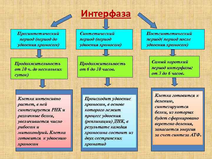 Интерфаза Пресинтетический период (период до удвоения хромосом) Продолжительность от 10 ч. до нескольких суток)