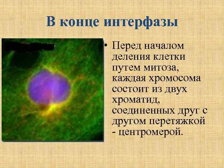 В конце интерфазы • Перед началом деления клетки путем митоза, каждая хромосома состоит из