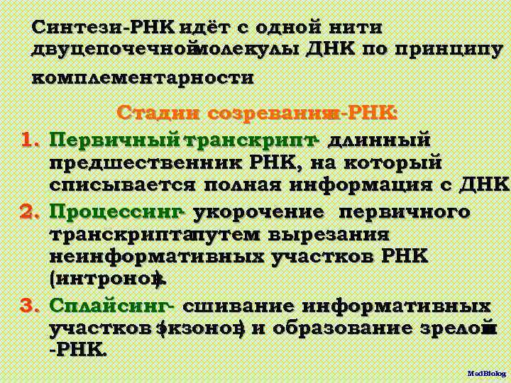 Синтези-РНК идёт с одной нити двуцепочечной молекулы ДНК по принципу комплементарности. 1. 2. 3.