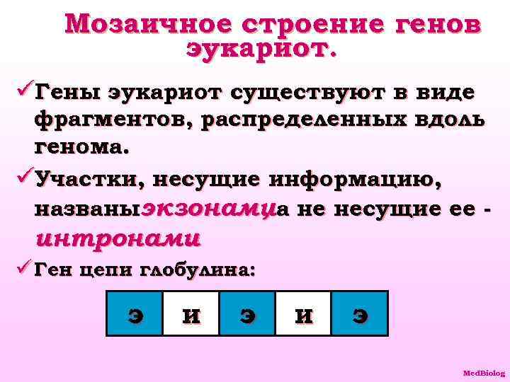 Мозаичное строение генов эукариот. üГены эукариот существуют в виде фрагментов, распределенных вдоль генома. üУчастки,