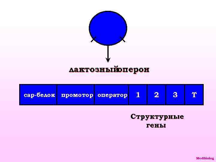 лактозный оперон сар-белок промотор оператор 1 2 3 Т Структурные гены Med. Biolog 