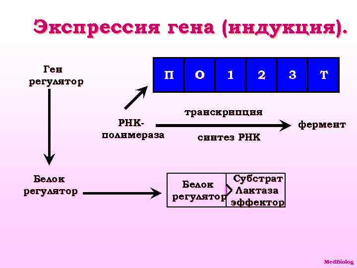 Экспрессия гена (индукция). Ген регулятор П РНКполимераза Белок регулятор О 1 2 3 Т