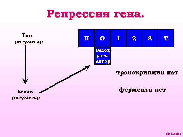 Репрессия гена. Ген регулятор П О 1 2 3 Т Белок регу лятор транскрипции