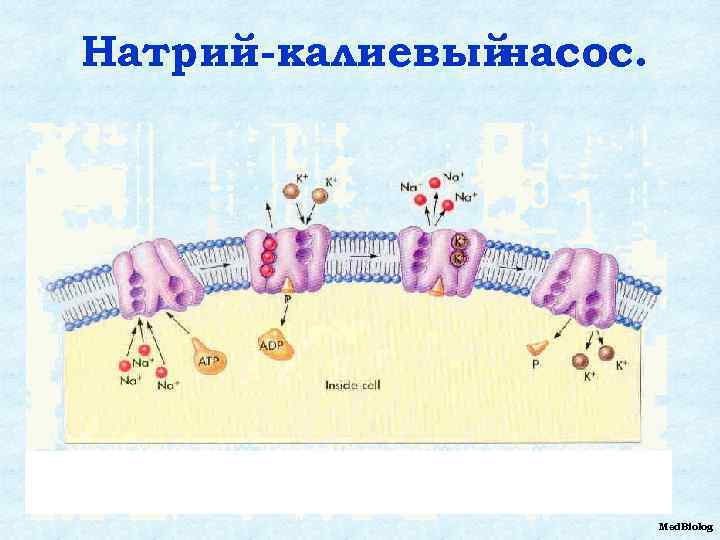 Натрий-калиевый насос. Med. Biolog 
