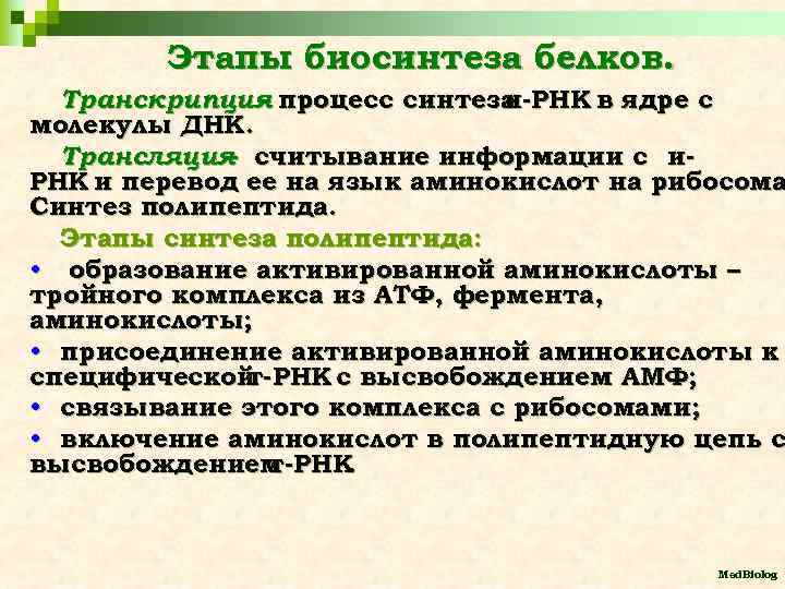 Этапы биосинтеза белков. Транскрипция процесс синтеза – и-РНК в ядре с молекулы ДНК. Трансляция