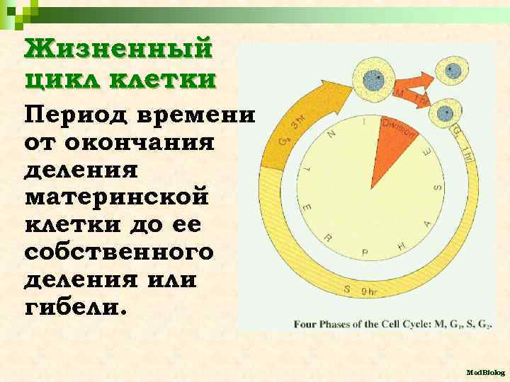 Жизненный цикл клетки Период времени от окончания деления материнской клетки до ее собственного деления