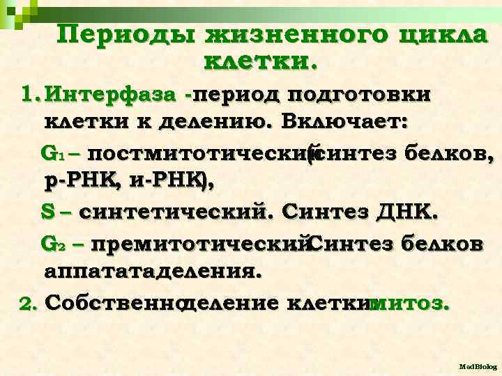 Периоды жизненного цикла клетки. 1. Интерфаза -период подготовки клетки к делению. Включает: G 1