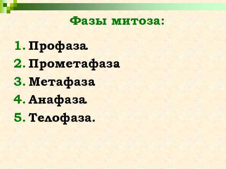 Фазы митоза: 1. Профаза. 2. Прометафаза. 3. Метафаза. 4. Анафаза. 5. Телофаза. 