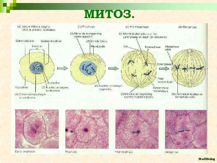 МИТОЗ. Med. Biolog 