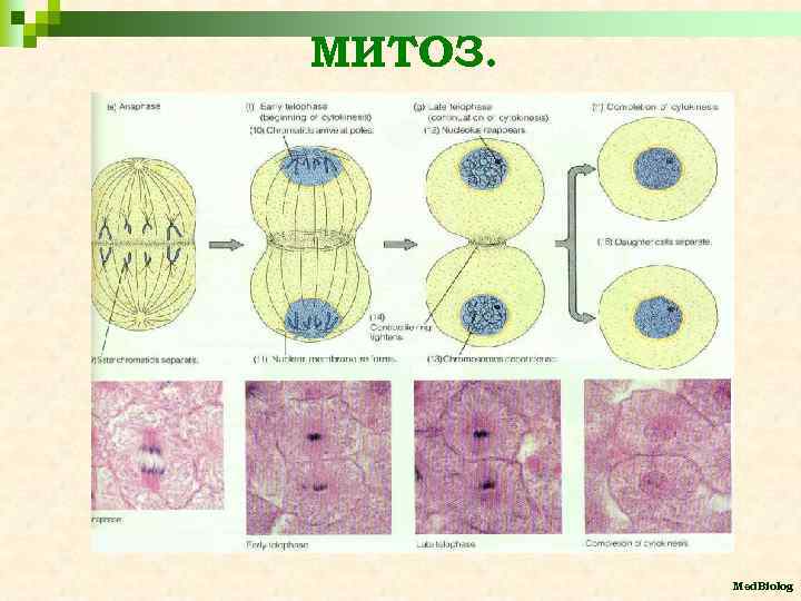 МИТОЗ. Med. Biolog 