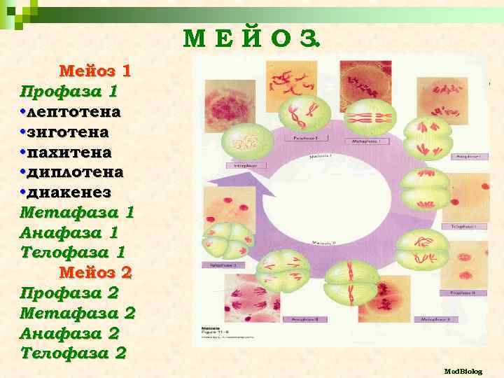 М Е Й О З. Мейоз 1 Профаза 1 • лептотена • зиготена •