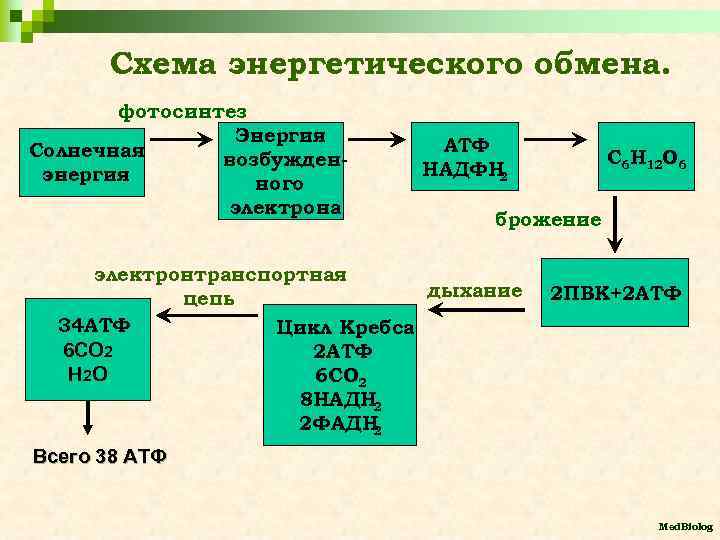 Схема энергетического обмена. фотосинтез Энергия Солнечная возбужденэнергия ного электрона АТФ НАДФН 2 С 6