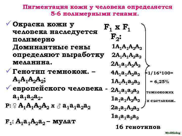 Пигментация кожи у человека определяется 5 -6 полимерными генами. ü Окраска кожи у F