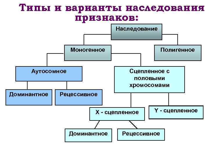 Типы моногенного наследования схема