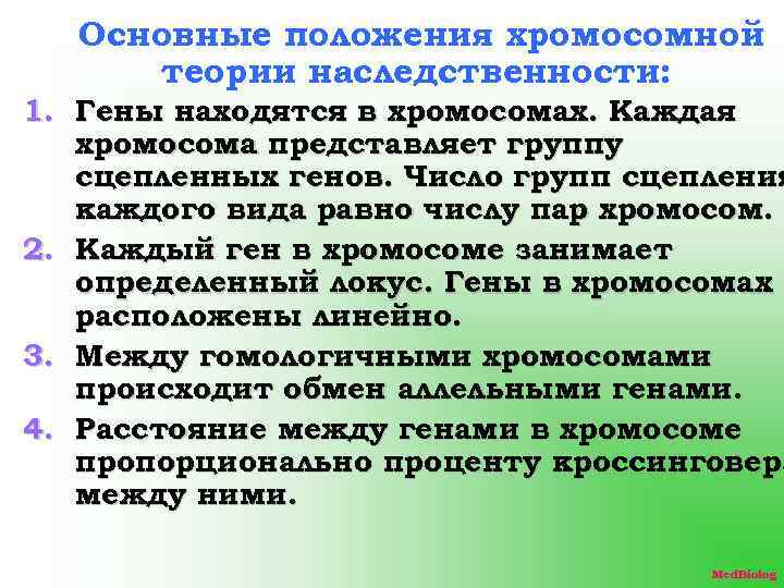 Основные положения хромосомной теории наследственности: 1. Гены находятся в хромосомах. Каждая хромосома представляет группу