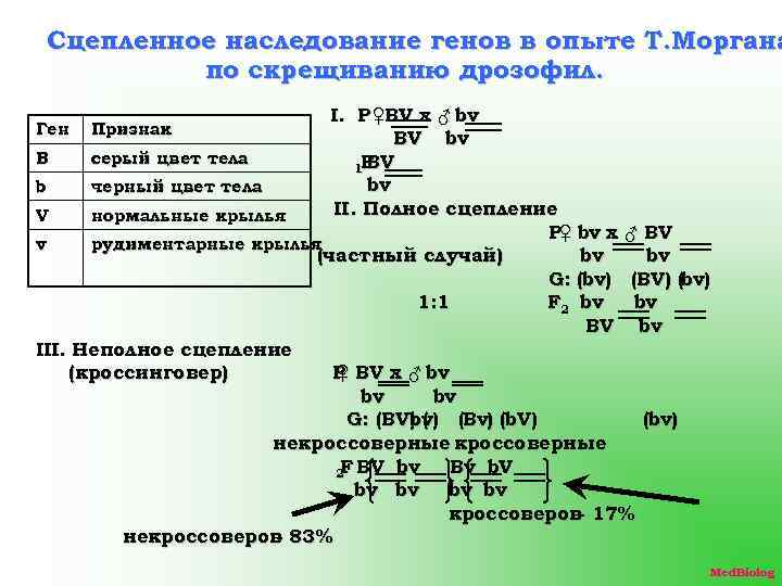 Ген признак. Сцепленное наследие генов. Сцепленное скрещивание. Скрещивание сцепленное с геном. 18) Сцепленное наследование генов.