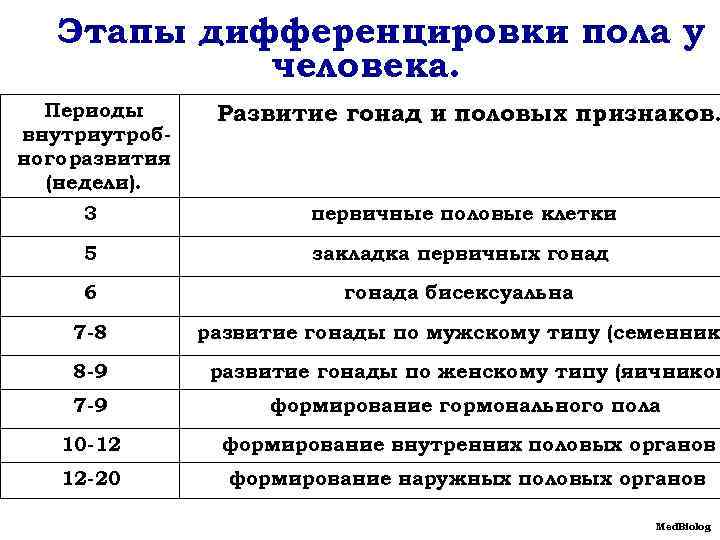 Развитие пола. Этапы формирования пола у человека. Этапы формирования признаков пола у человека. Механизм дифференцировки пола у человека. Этапы дифференцировки пола.