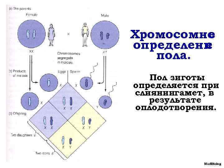 Генетическое поле