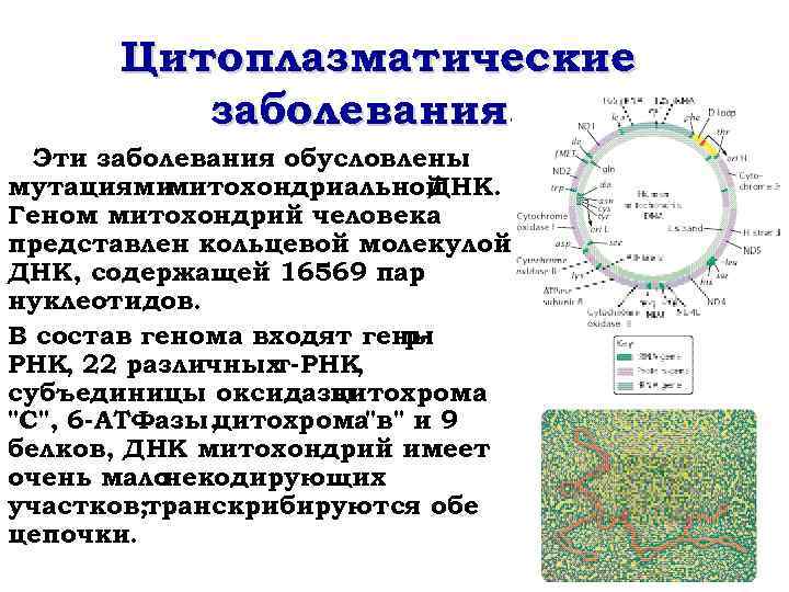 Митохондрии содержат днк. Болезни на цитоплазматическое наследование. Митохондриальная ДНК заболевания. Наследование митохондриальной ДНК. Мутации в митохондриальной ДНК.