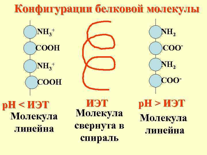 Сколько молекул в белке