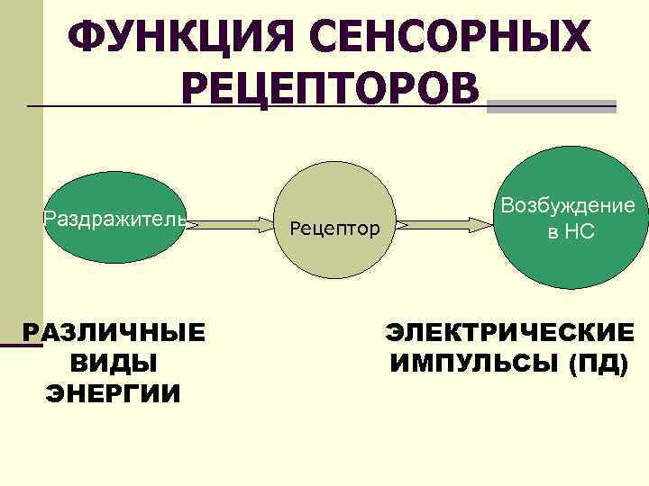 ФУНКЦИЯ СЕНСОРНЫХ РЕЦЕПТОРОВ Раздражитель РАЗЛИЧНЫЕ ВИДЫ ЭНЕРГИИ Рецептор Возбуждение в НС ЭЛЕКТРИЧЕСКИЕ ИМПУЛЬСЫ (ПД)