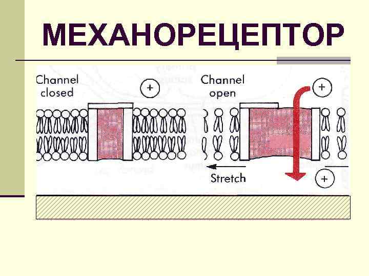 МЕХАНОРЕЦЕПТОР 