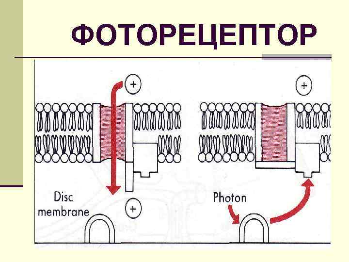 ФОТОРЕЦЕПТОР 