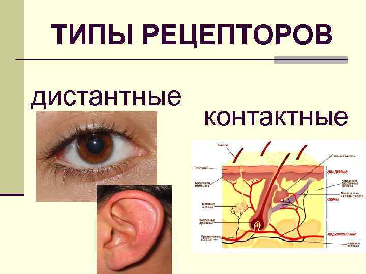 ТИПЫ РЕЦЕПТОРОВ дистантные контактные 