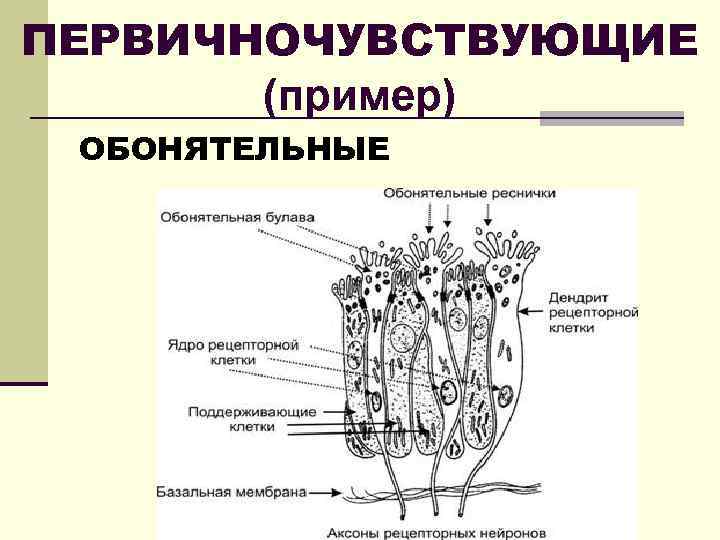 ПЕРВИЧНОЧУВСТВУЮЩИЕ (пример) ОБОНЯТЕЛЬНЫЕ 