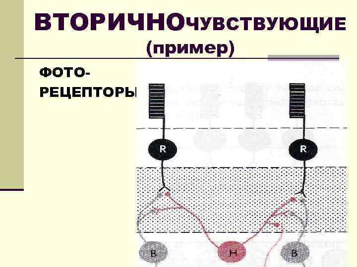 ВТОРИЧНОЧУВСТВУЮЩИЕ (пример) ФОТОРЕЦЕПТОРЫ 