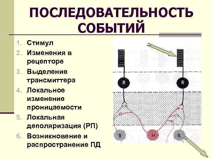 ПОСЛЕДОВАТЕЛЬНОСТЬ СОБЫТИЙ 1. Стимул 2. Изменения в 3. 4. 5. 6. рецепторе Выделение трансмиттера