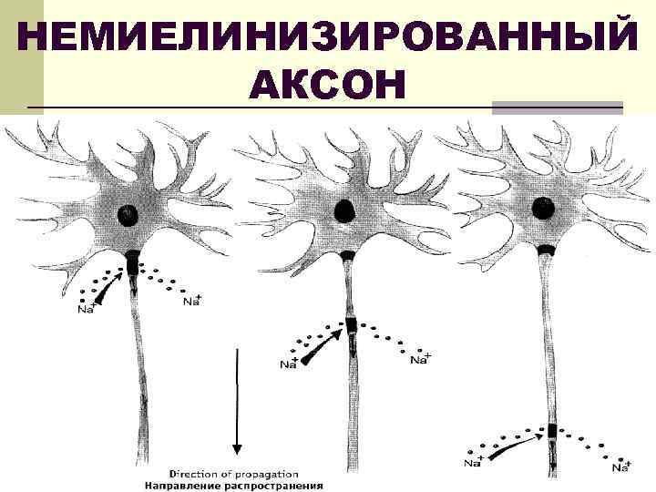 НЕМИЕЛИНИЗИРОВАННЫЙ АКСОН 